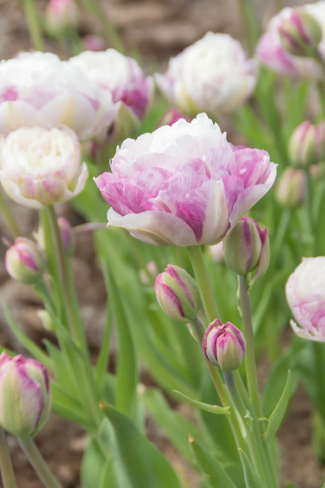 Tulipa gesneriana 'Double Surprise' Tulipan 'Double Surprise'