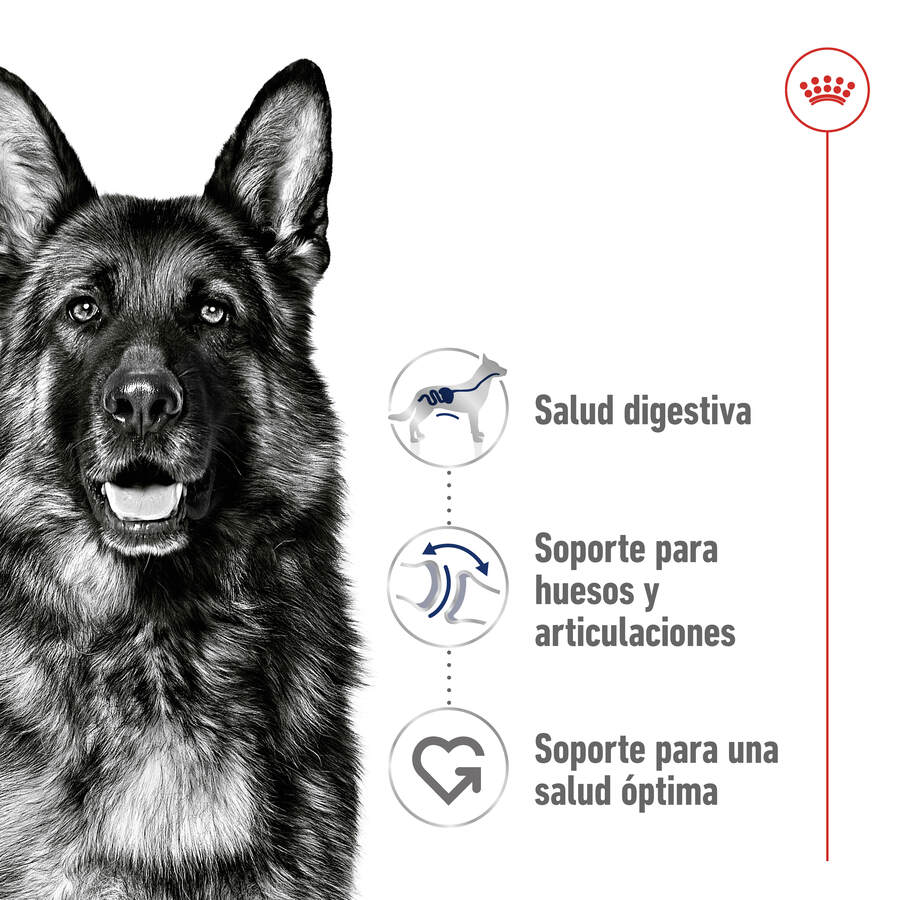 18 kg (15 + 3 kg grátis!) Ração Royal Canin Maxi Adult para cães