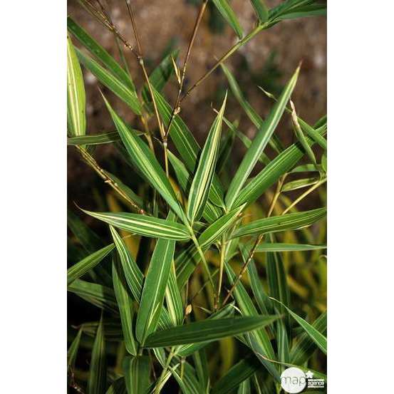 Bambou moyen phyllostachys aurea: pot de 10 litres