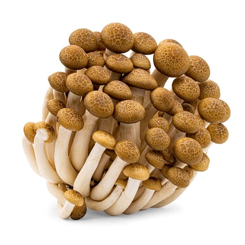 Buchenpilz braun, Schale