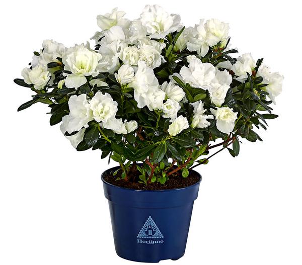 Zimmerazalee - Rhododendron simsii 'Christine