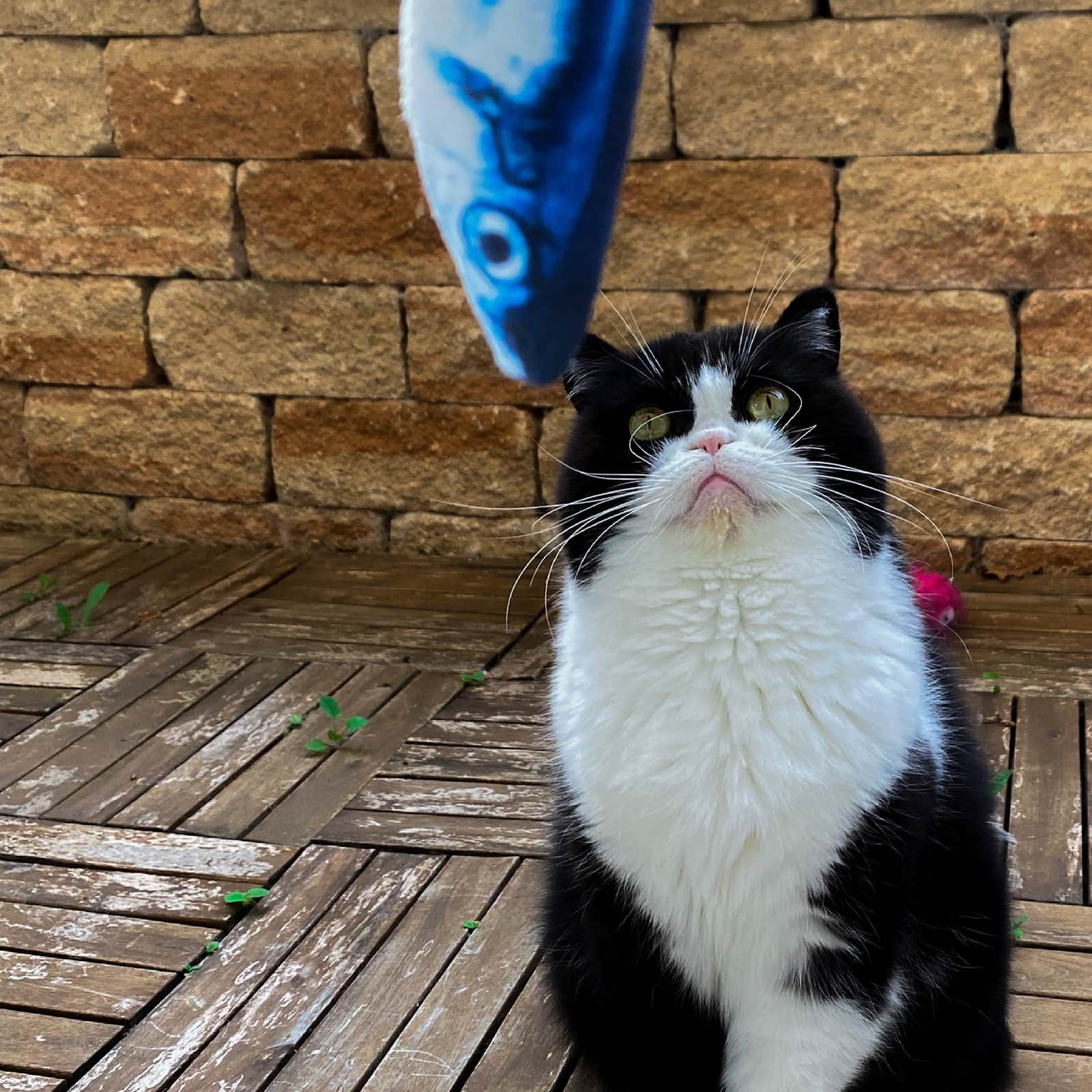 I love my cat Katzenspielzeug - Plüschfisch mit Katzenminze