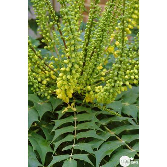 Mahonia x media ' Winter Sun ' : ctr 5 L Couleur