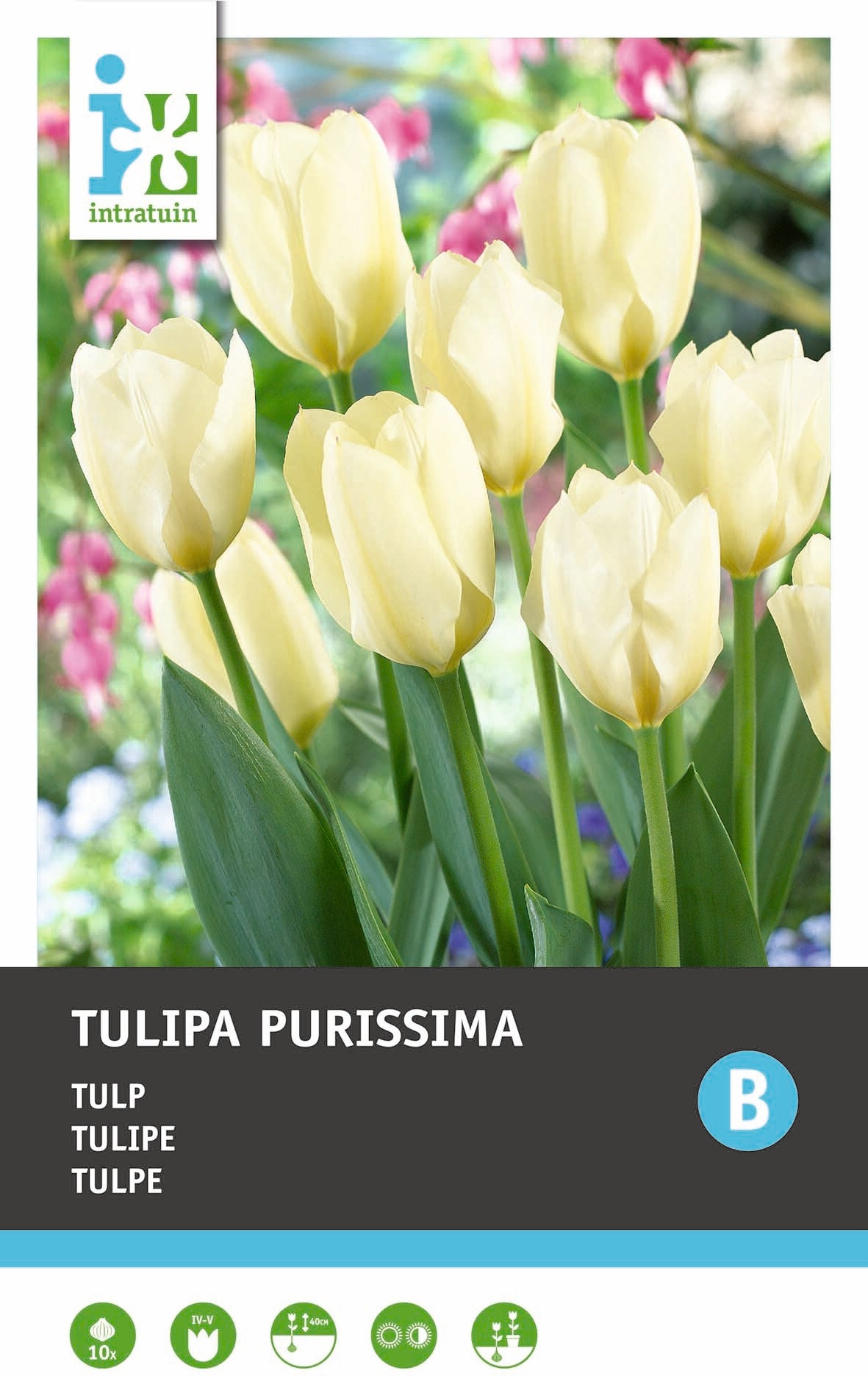 Intratuin bloembollen Tulp (Tulipa 'Purissima')10 stuks
