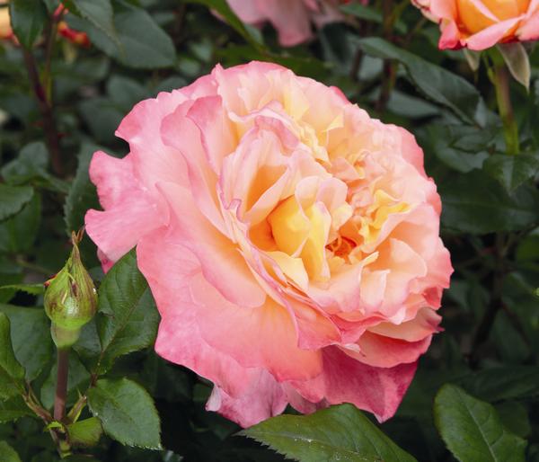 Edelrose 'Augusta Luise®'