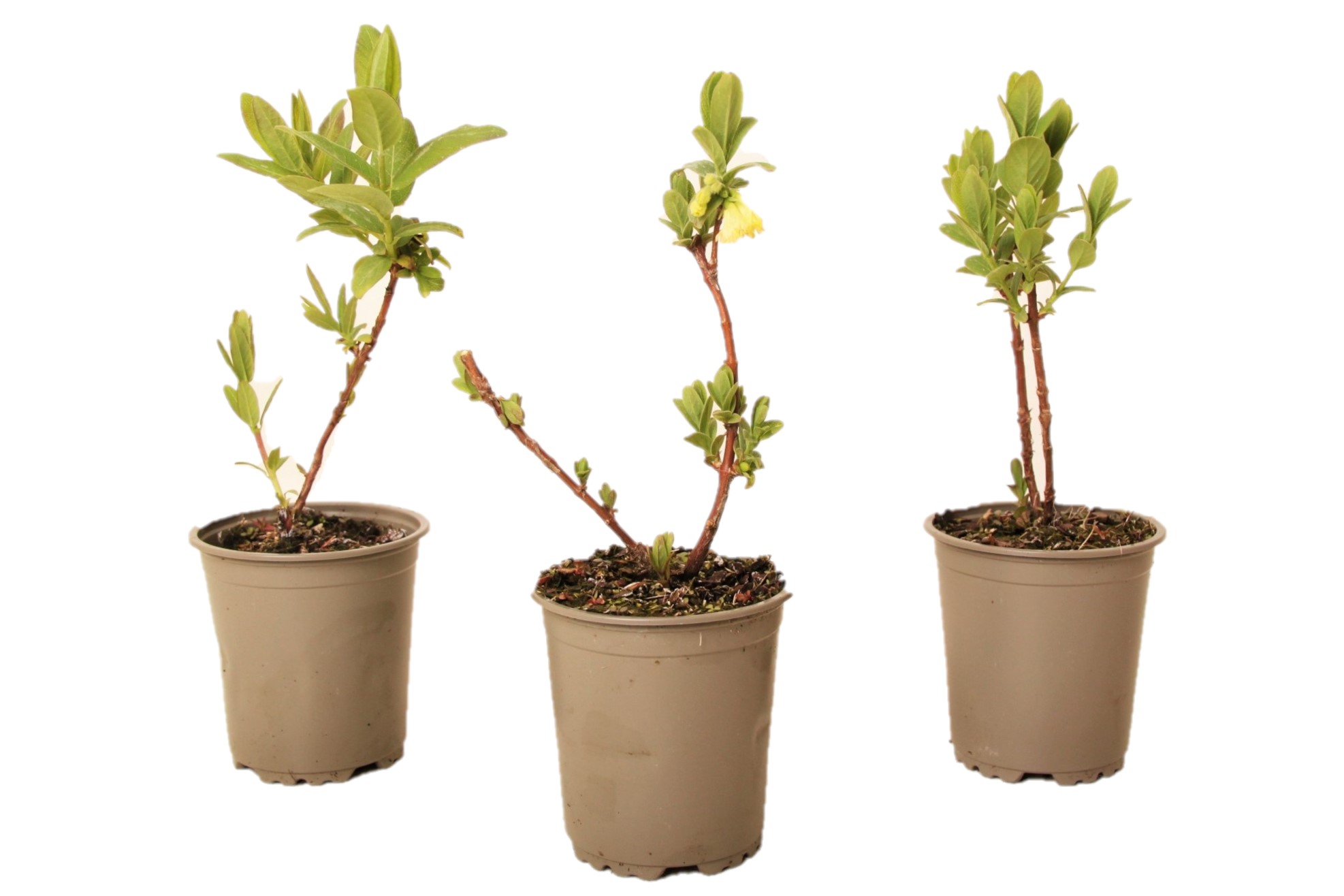 Lonicera kamtchatica - set de 3 - myrtille - pot 9cm - hauteur 25-40cm