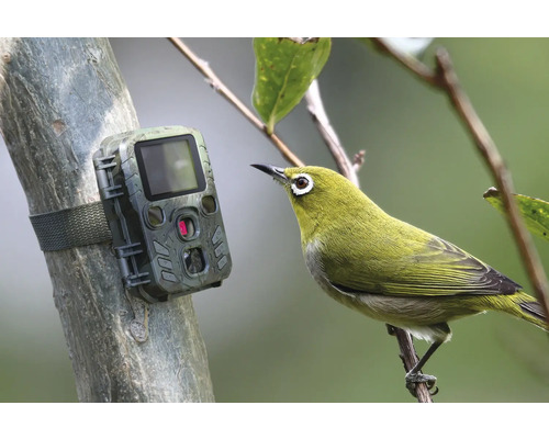 Technaxx Mini Nature Wild Cam TX-117 Op batterijen werkende bewakingscamera voor binnen en buiten, ca. 4,4 x 8,7 x 10,7 cm, Full HD