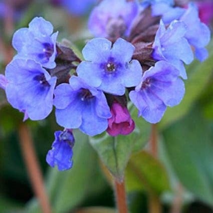 Longkruid (Pulmonaria 'Blue Ensign') D 9 H 10 cm