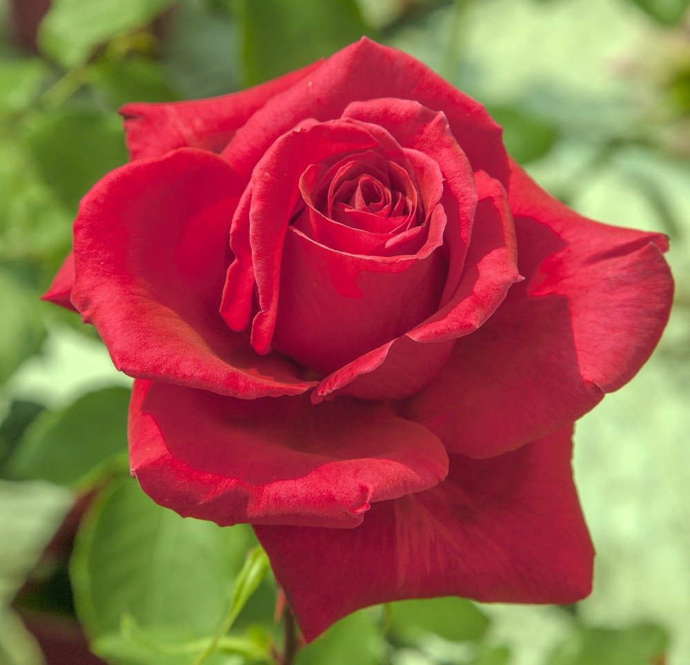 Rosier jacques prevert ® meimouslin sans motte
