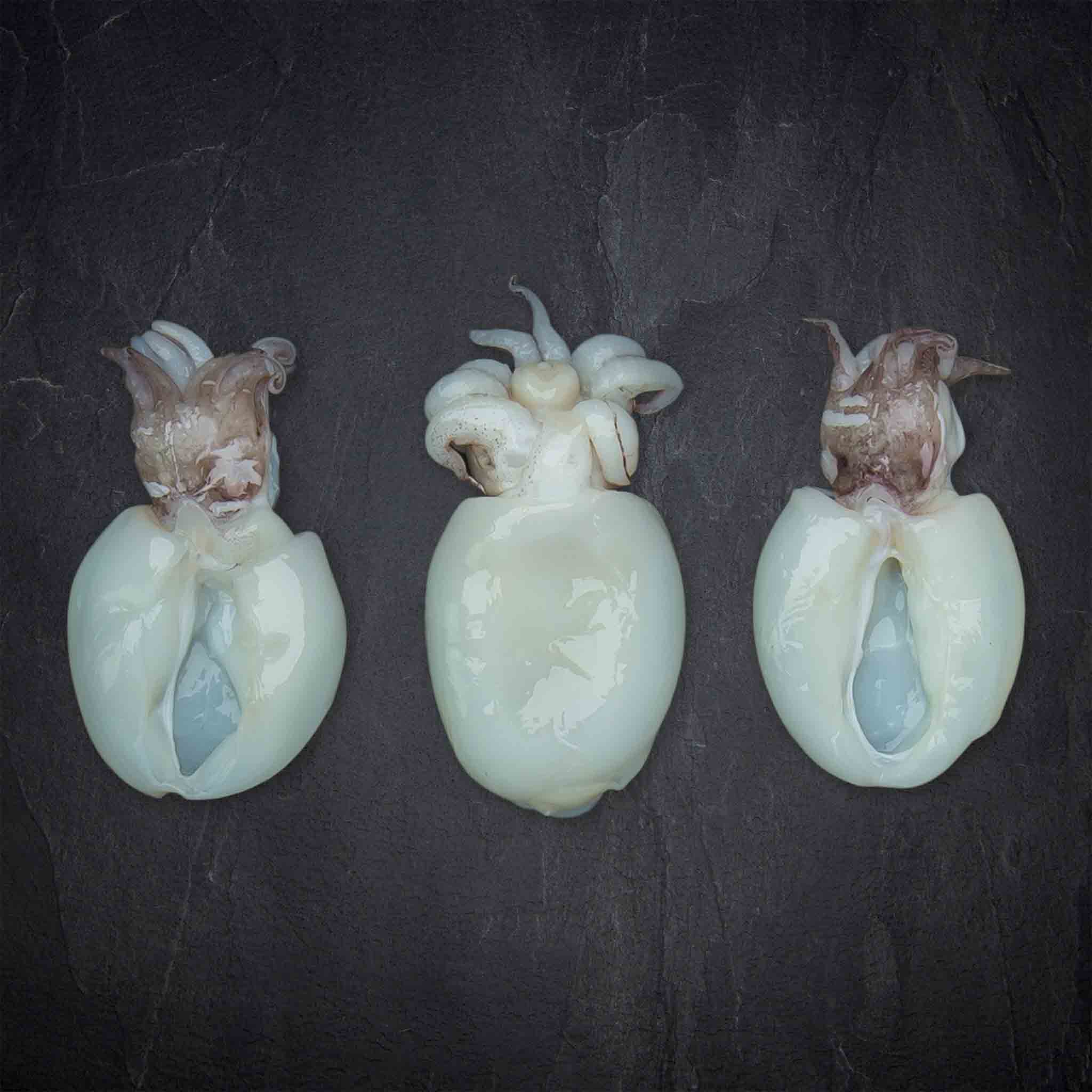 Sepiolini Mittelmeer aufgetaut