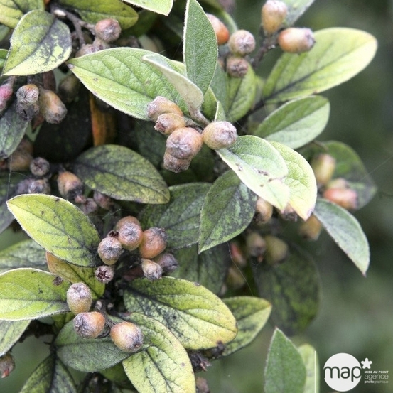 Cotoneaster franchetti :touffe ctr 5 litres