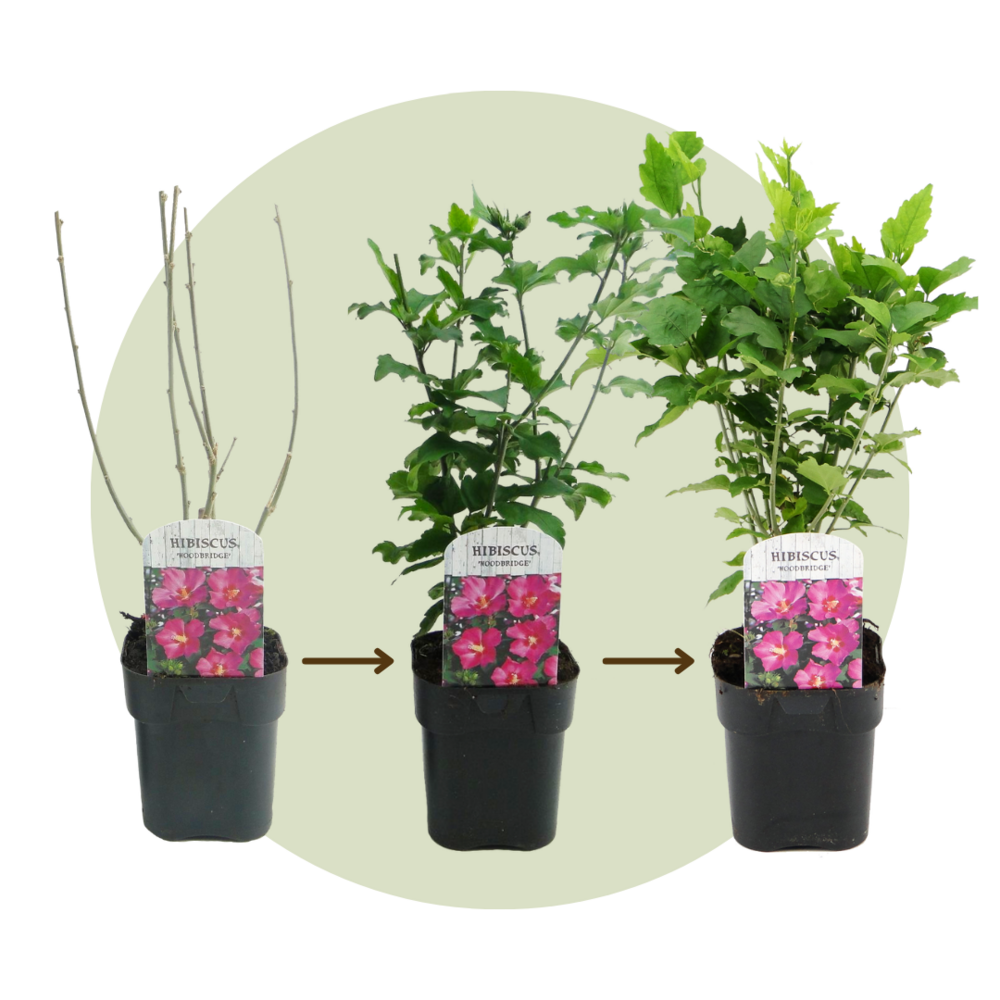 Hibiscus syriacus - 'woodbridge' - lot de 2 - pot 17cm - hauteur 25-40cm