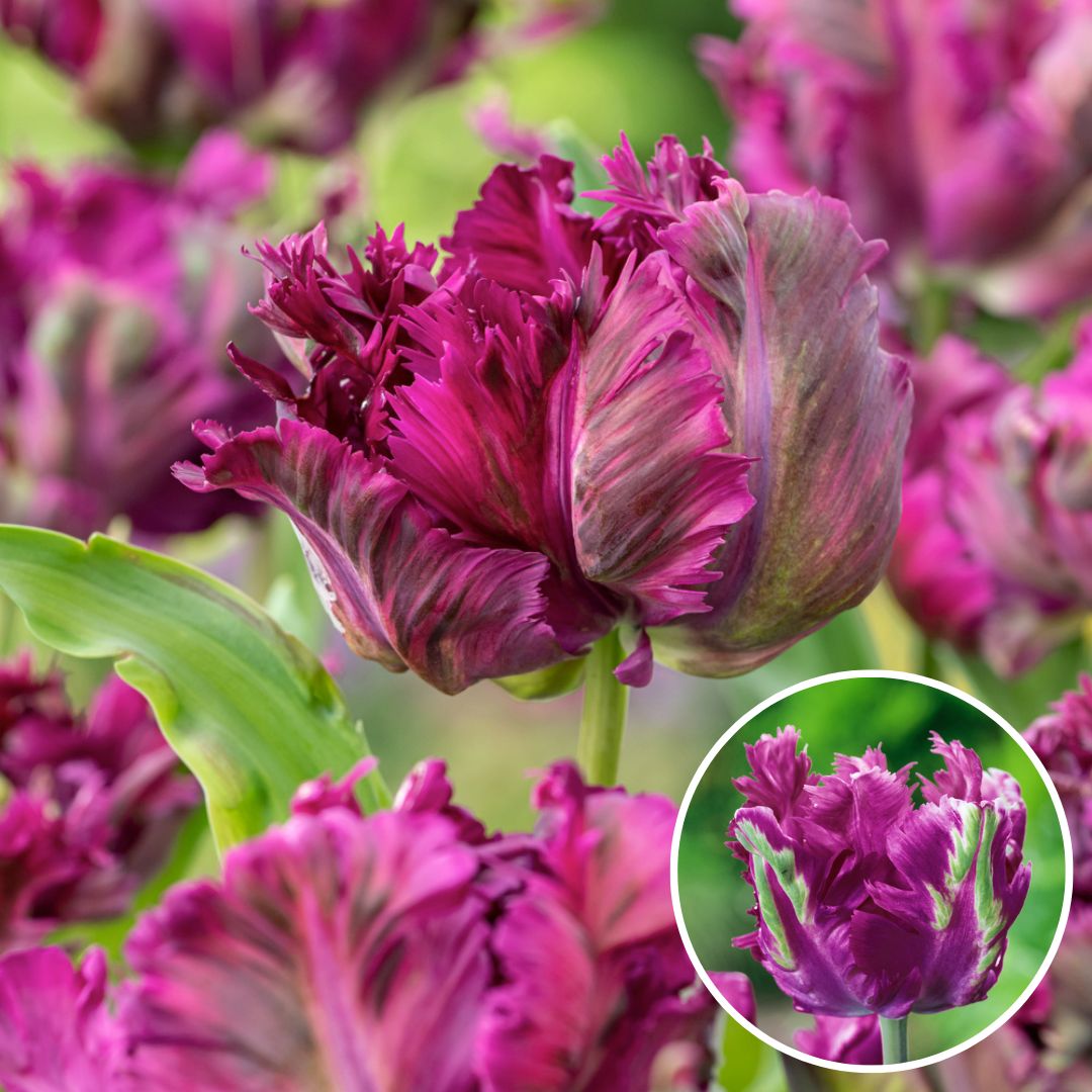 Tulipa parrot negrita - bulbes à fleurs x20 - tulipe - violet