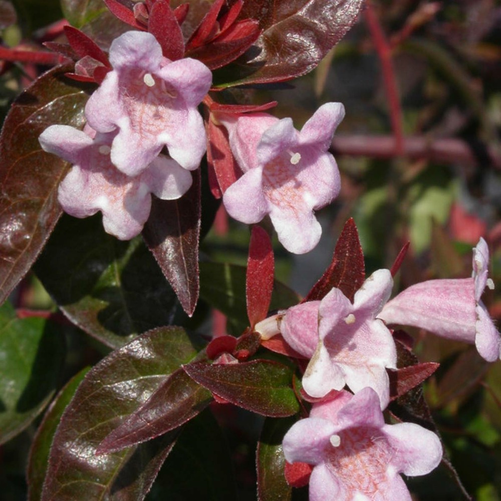 Abélie à grandes fleurs edouard goucher/abelia grandiflora 'edouard goucher'[-]pot de 7,5l - 40/60 cm