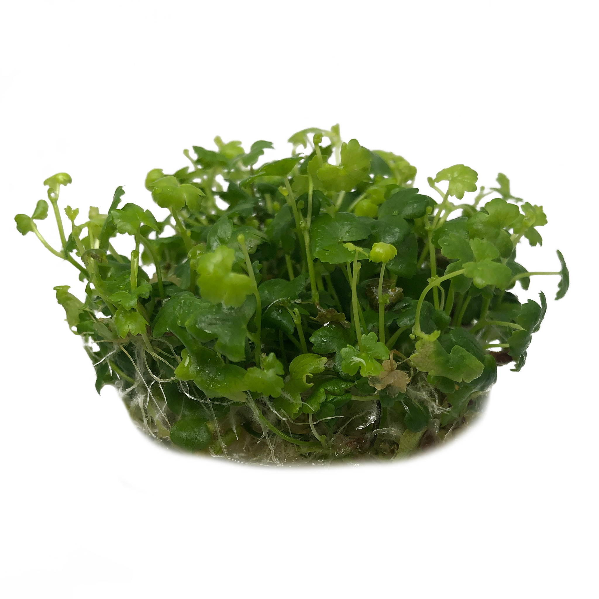 Waterplant Hydrocotyle Tripartita in-vitro | Aquariumplant