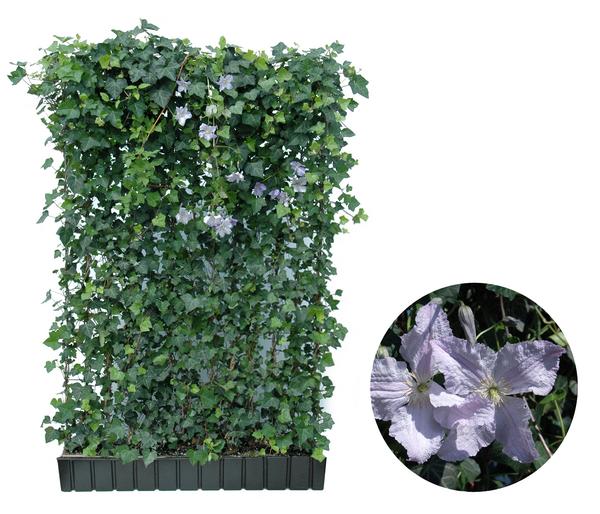 Hecke am laufenden Meter® Color - Efeu mit