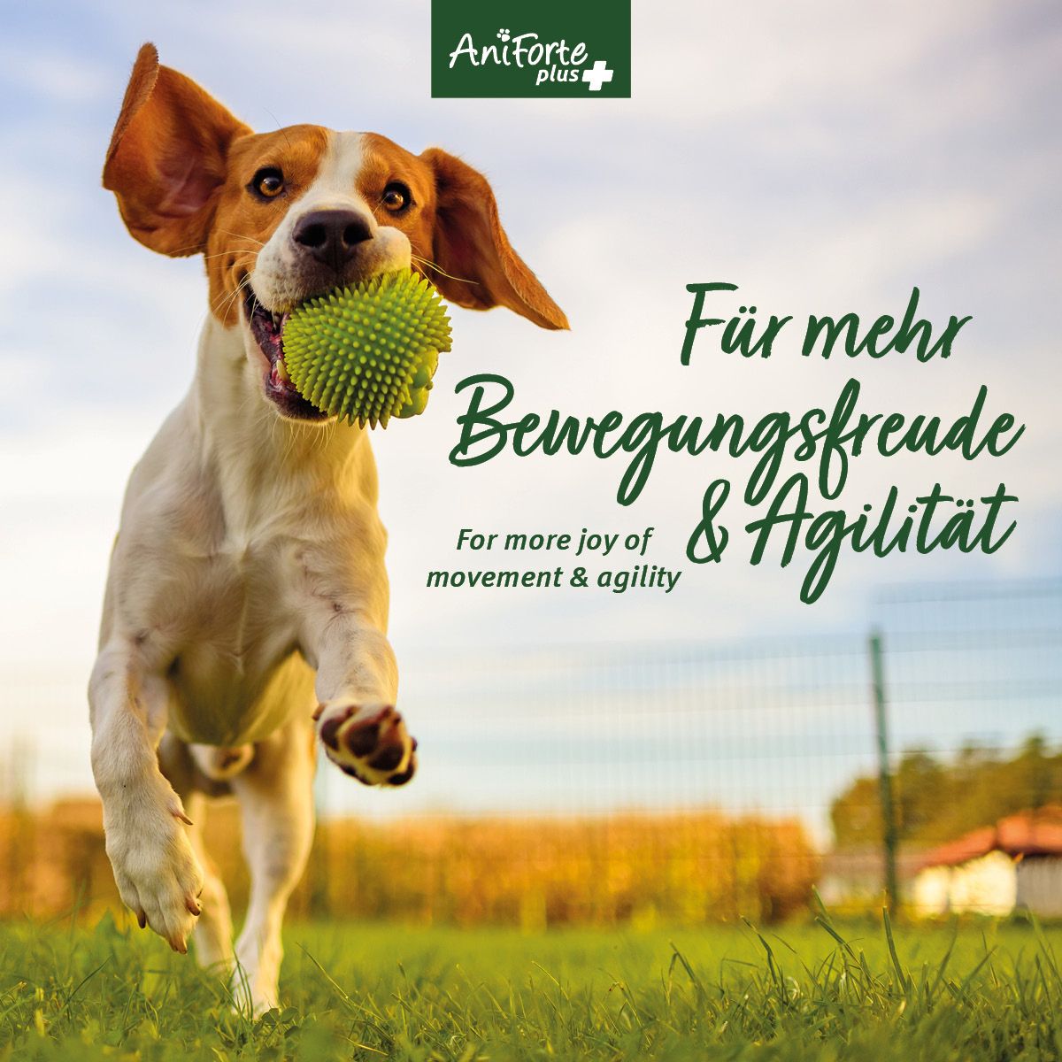 AniForte Plus Arthro Omega Öl