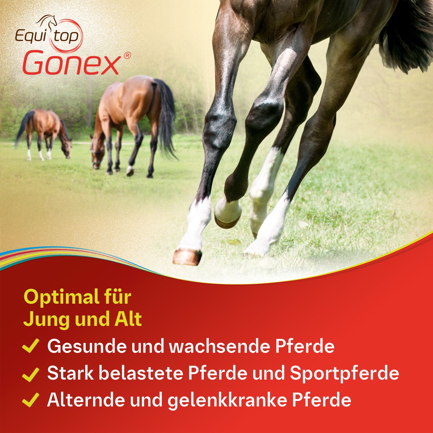 Equitop Gonex