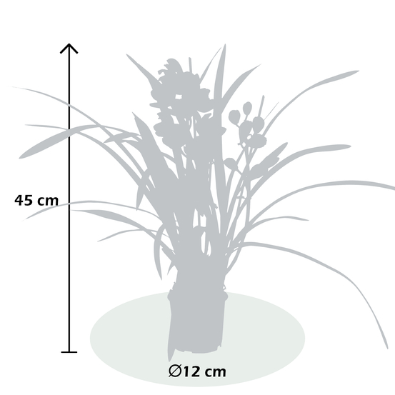 Orchidée Cymbidium Anna 3 tiges - pot D12cm