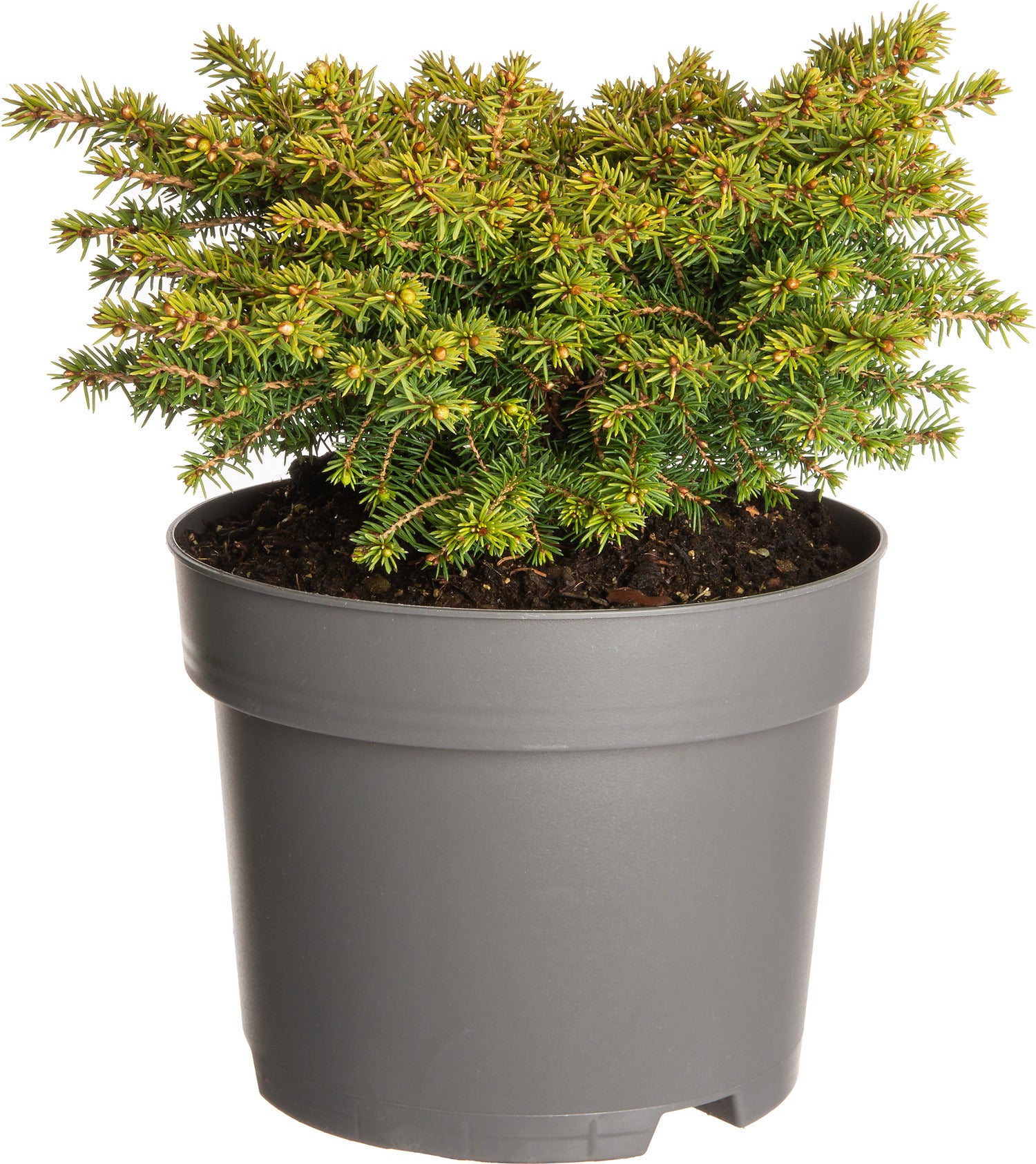 Fijnspar (Picea abies 'Little Gem') D 17 H 15 cm
