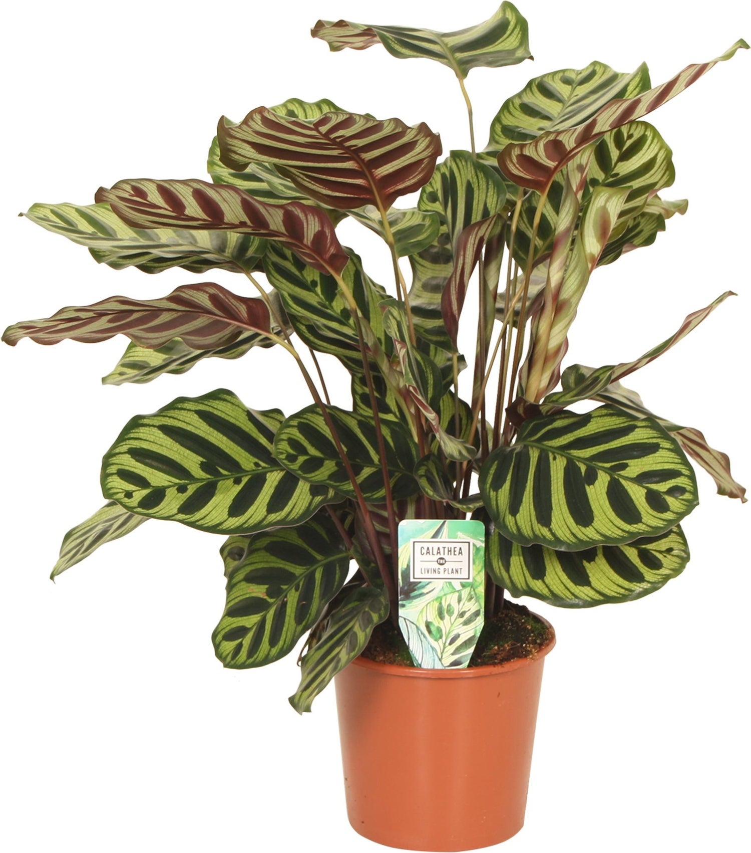 Calathea (Calathea makoyana) D 17 H 60 cm