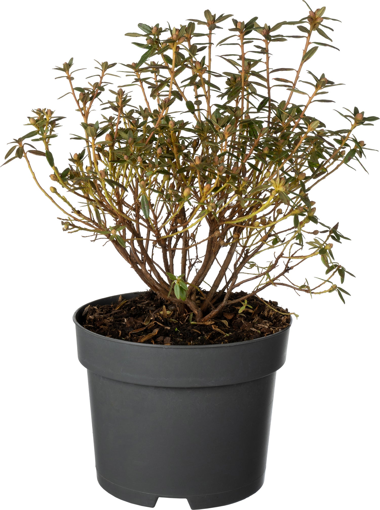 Dwerg Rhododendron (Rhododendron impeditum 'Alba') D 17 H 20 cm