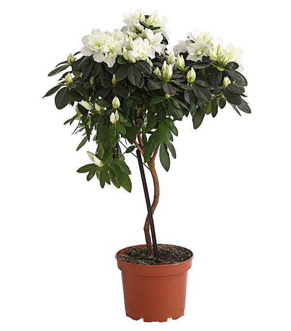 Zimmerazalee - Rhododendron simsii,