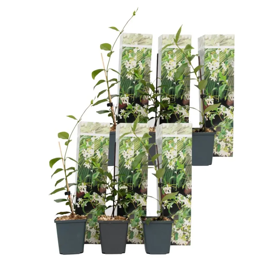 Toscaanse jasmijn - Set van 6 - Trachelospermum jasm. - Hoogte 25-40cm - ⌀9cm