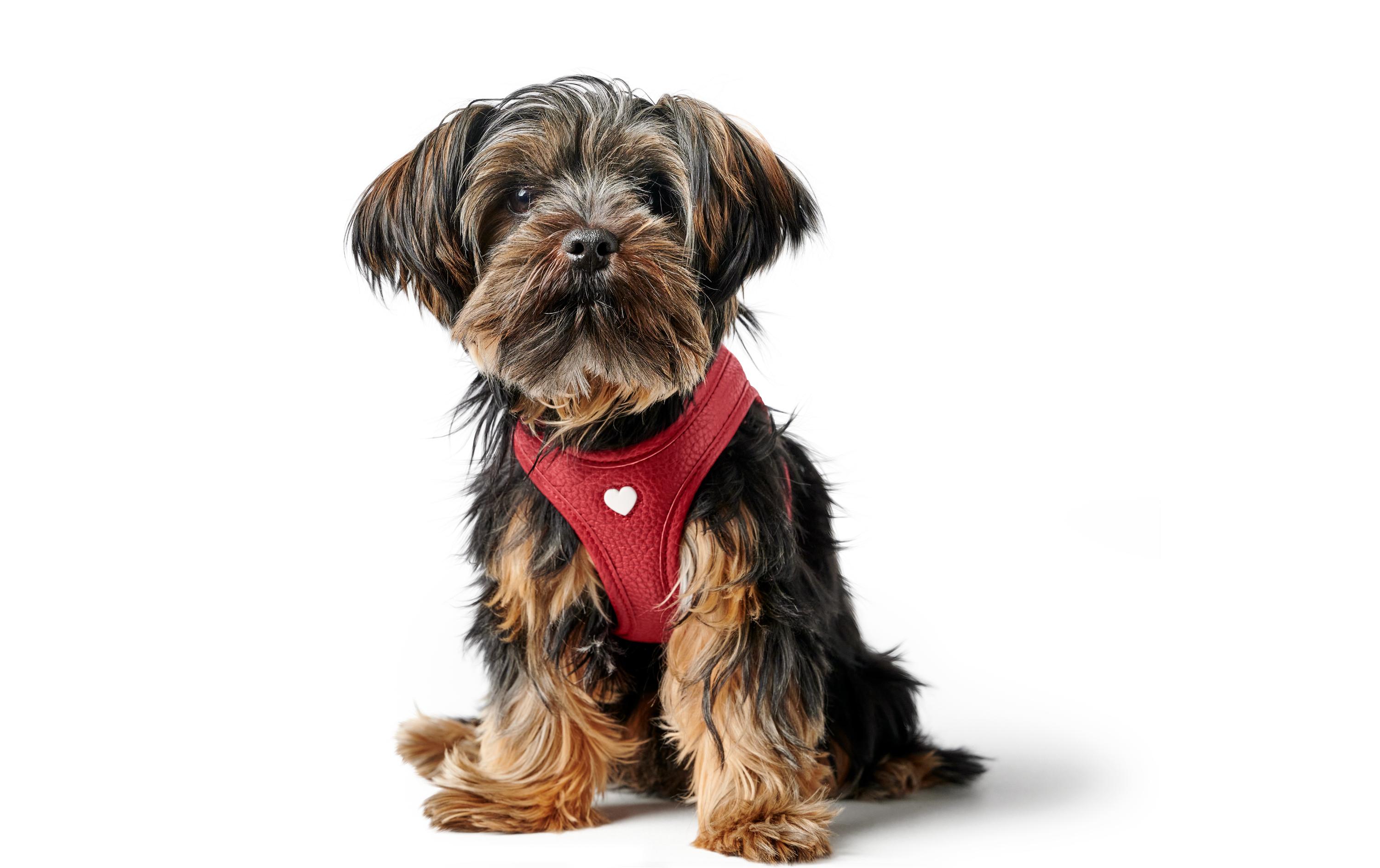 Geschirr Love 37-40/XS-S, Rot/SchwarzLeichtes Geschirr für kleine und kopfscheue Hunde