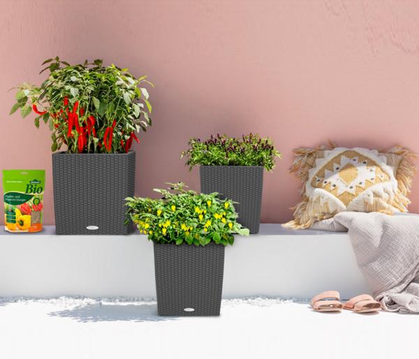 LECHUZA® Kunststoff-Topf Cube Cottage,