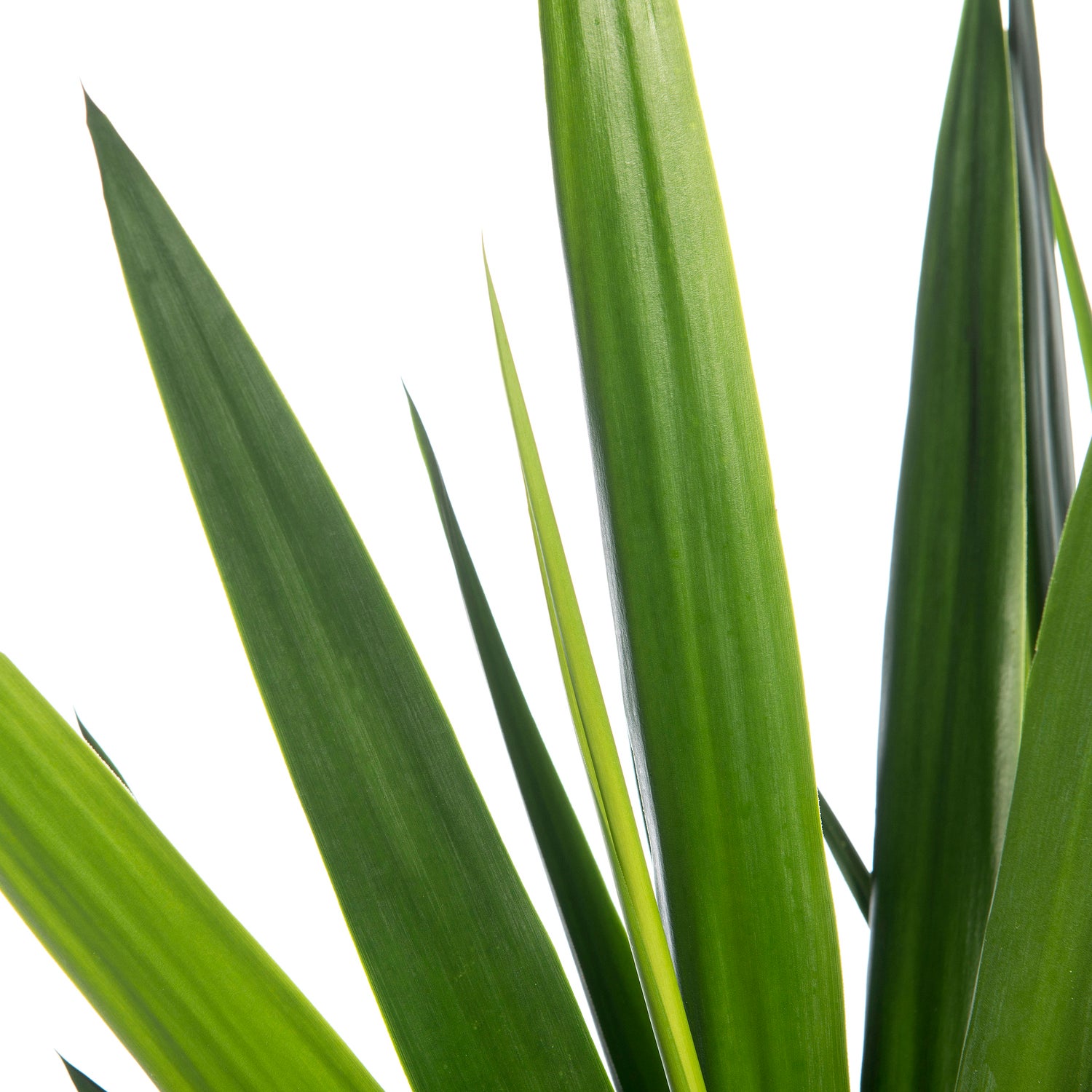 Yucca (Yucca 'Maya Tree') D 27 H 115 cm
