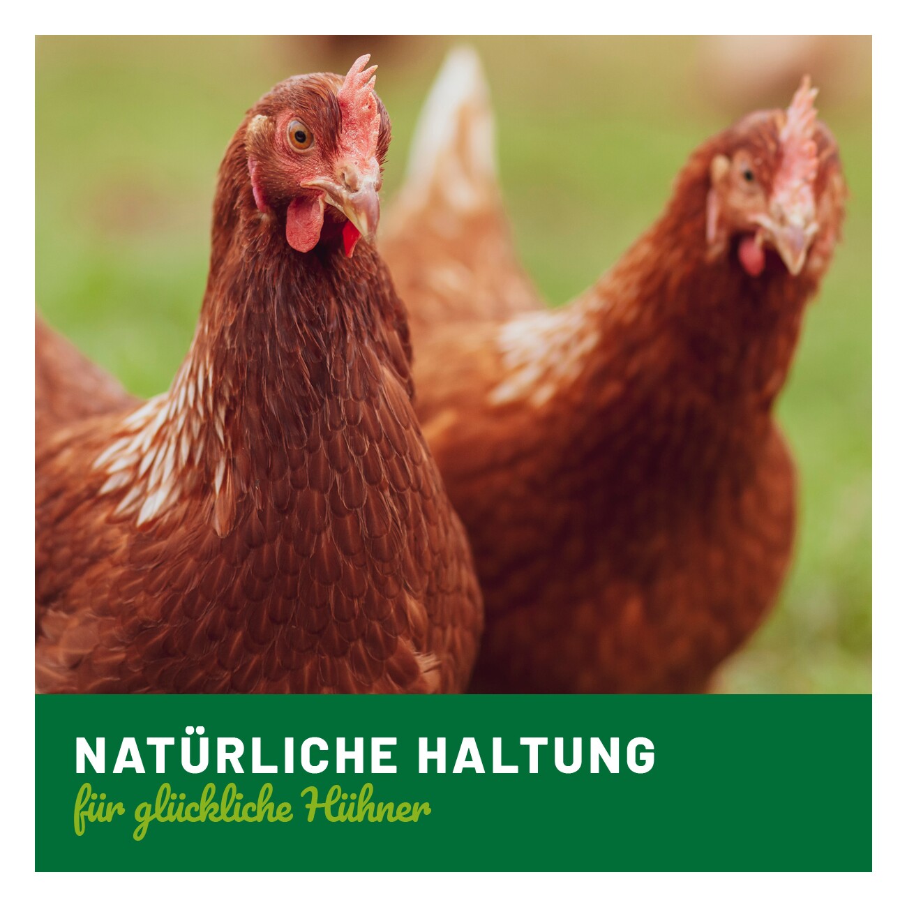 HÜHNER Land Darm Vital 500ml