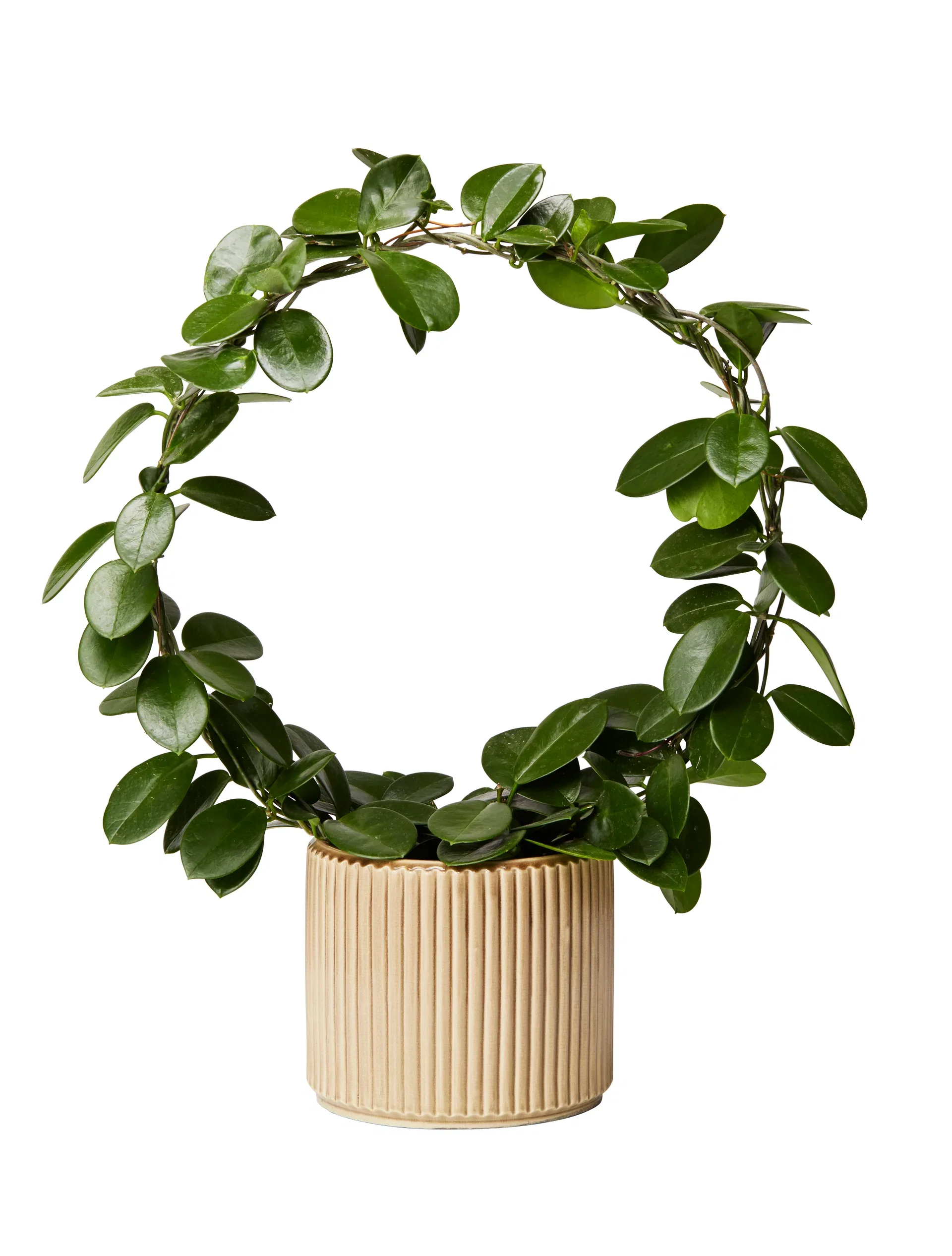 Hoya carnosa 'Australis' Porselensblomst på bøyle Høyde 60 cm