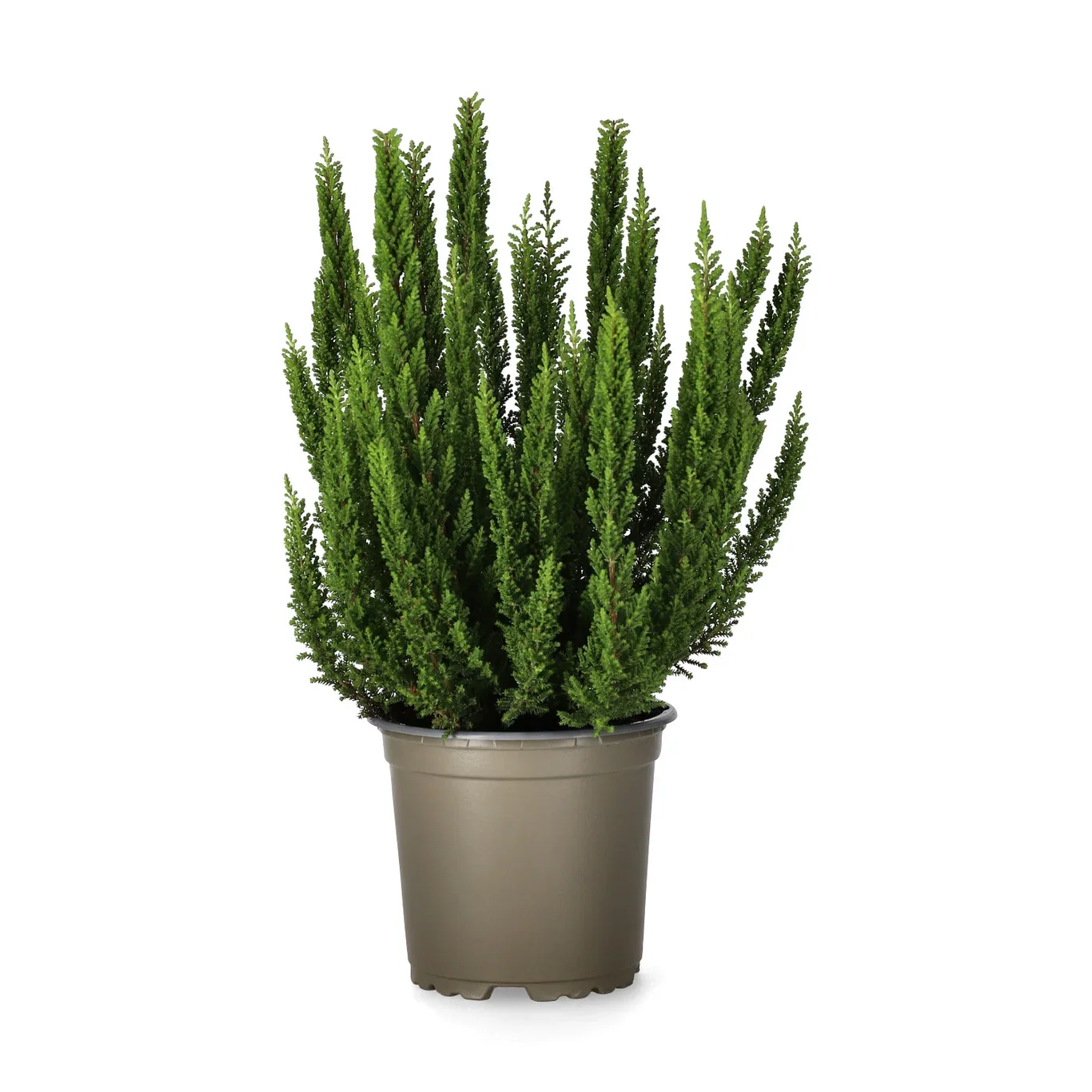 Calluna vulgaris SKYLINE Røsslyng SKYLINE Ø10,5 cm