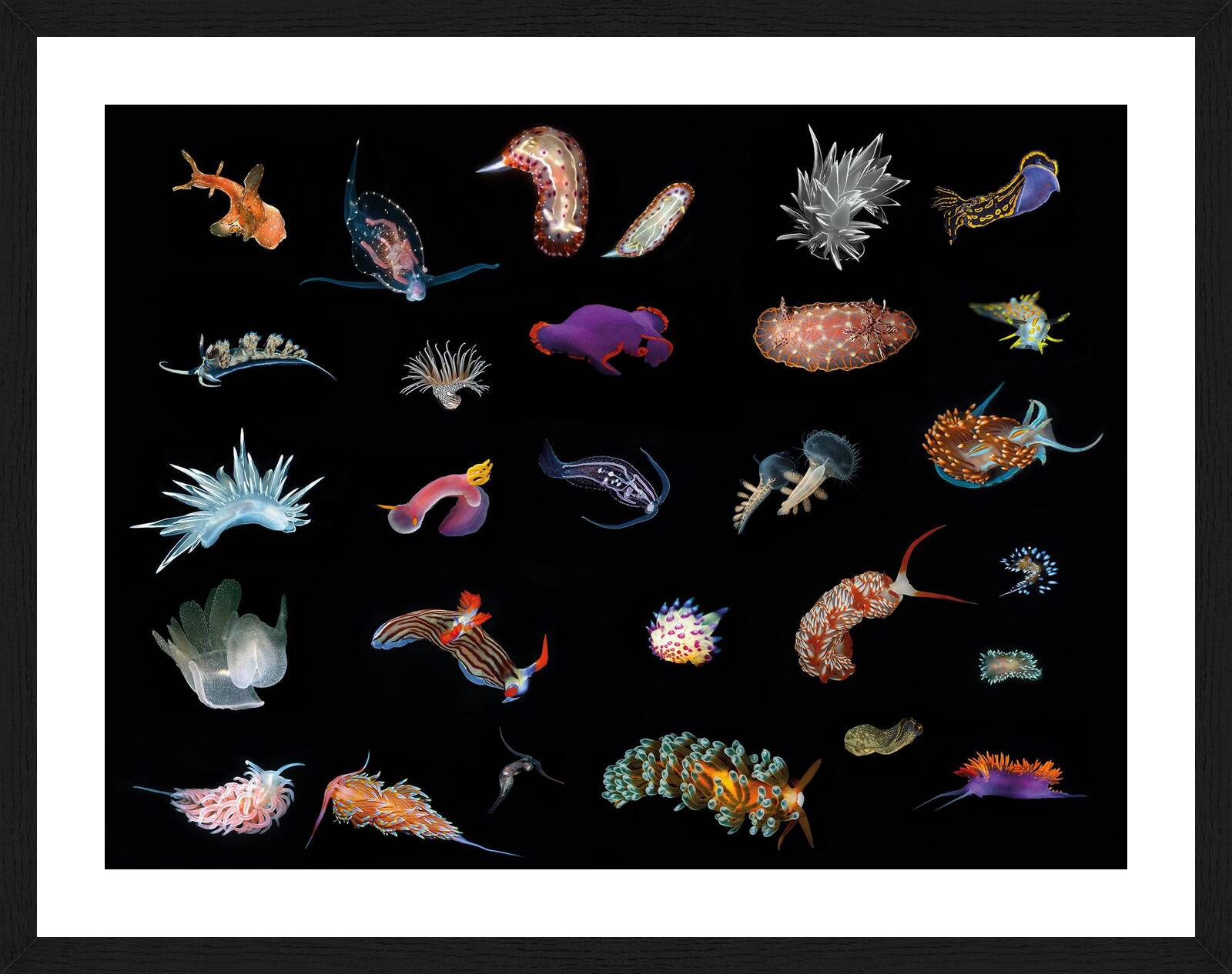 Nudibranchs I by Juan Fortes - Limited Edition. Edition of: 150. Signed.