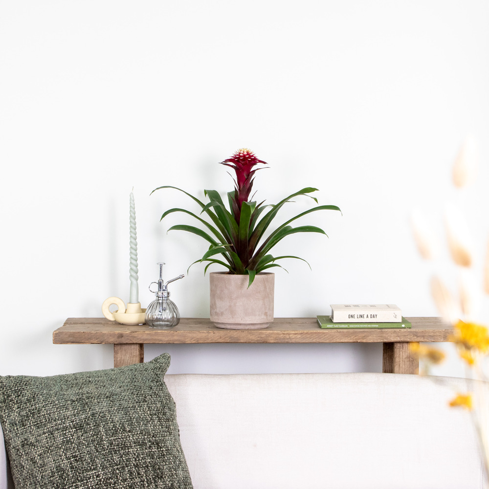Guzmania fransesca – plante tube – plante d'intérieur – facile d'entretien – ⌀12 cm – ↕40-50 cm
