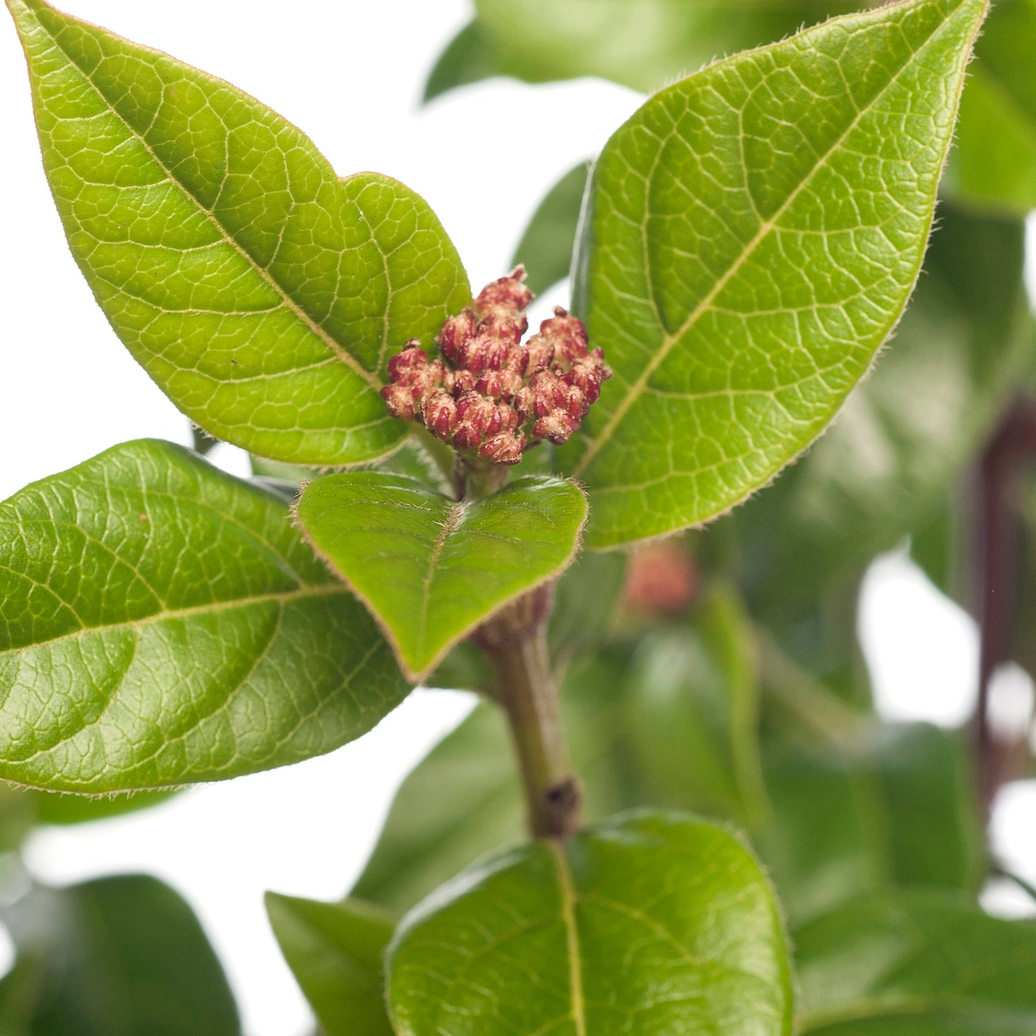 Sneeuwbal (Viburnum tinus) D 17 H 20 cm