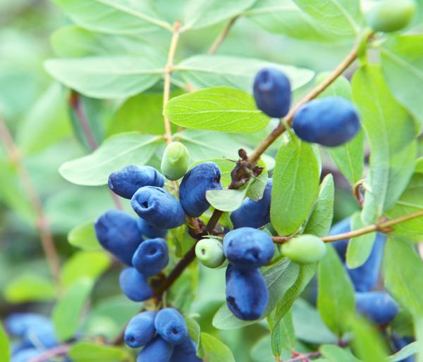 Sibirische Blaubeere 'MyBerry® Sweet'