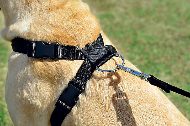 Laisse de sécurité pour voiture, pour chien