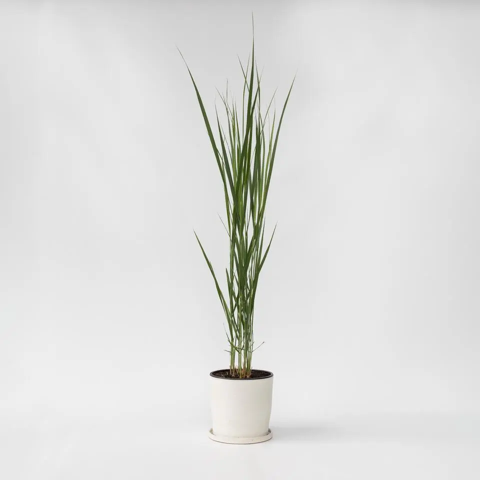 Vingergras - Panicum virgatum 'Northwind' - Hoogte 40-60cm - ⌀23cm