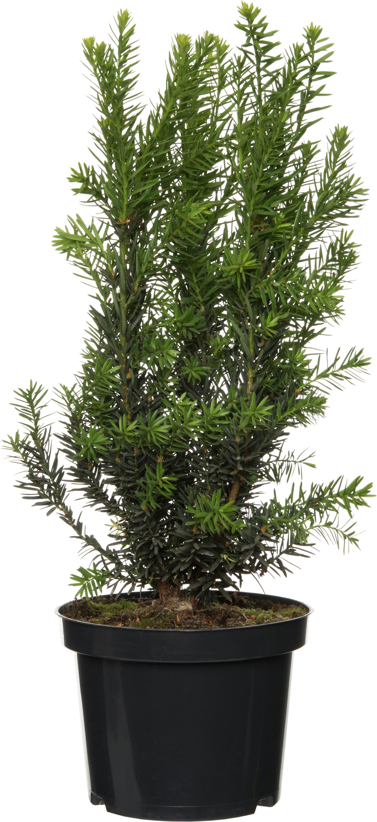 Taxus (Taxus media 'Hillii') D 17 H 60 cm