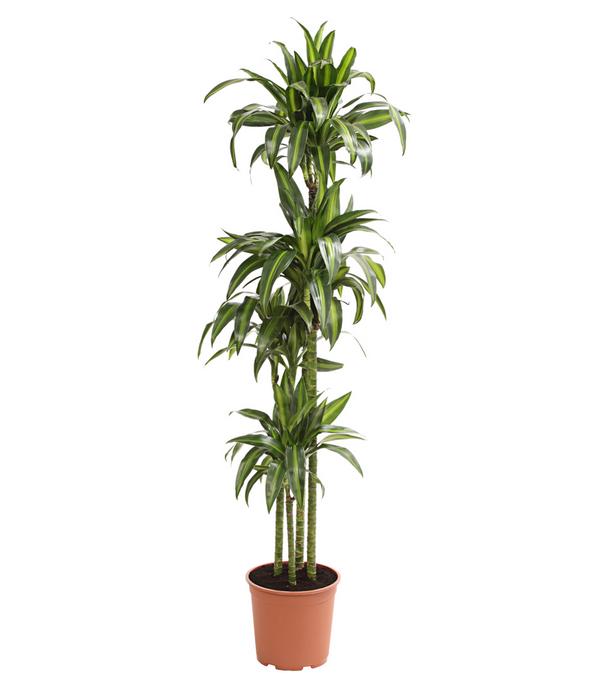 Drachenbaum - Dracaena fragrans 'Hawaiian