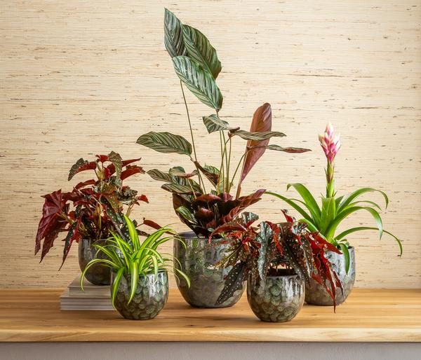 Korbmarante - Calathea ornata