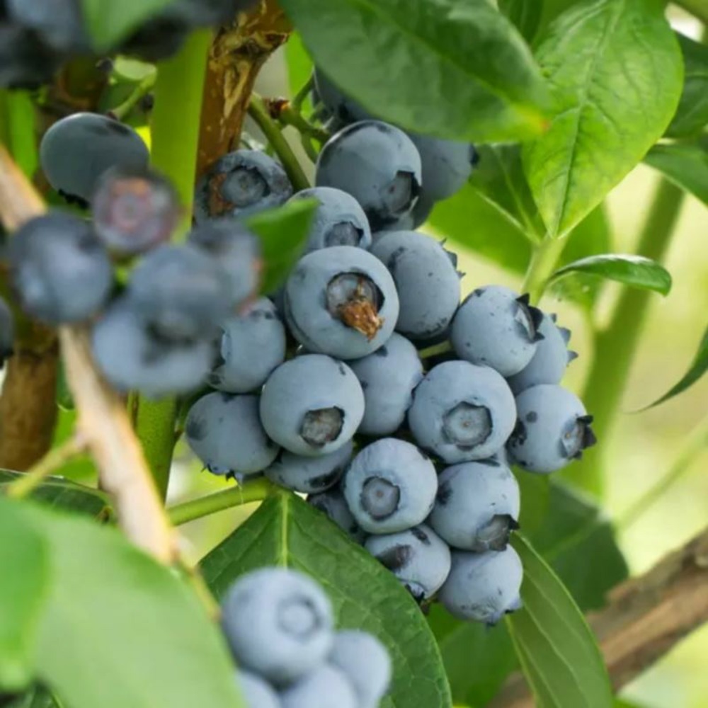 Plante myrtillier blue crop bio