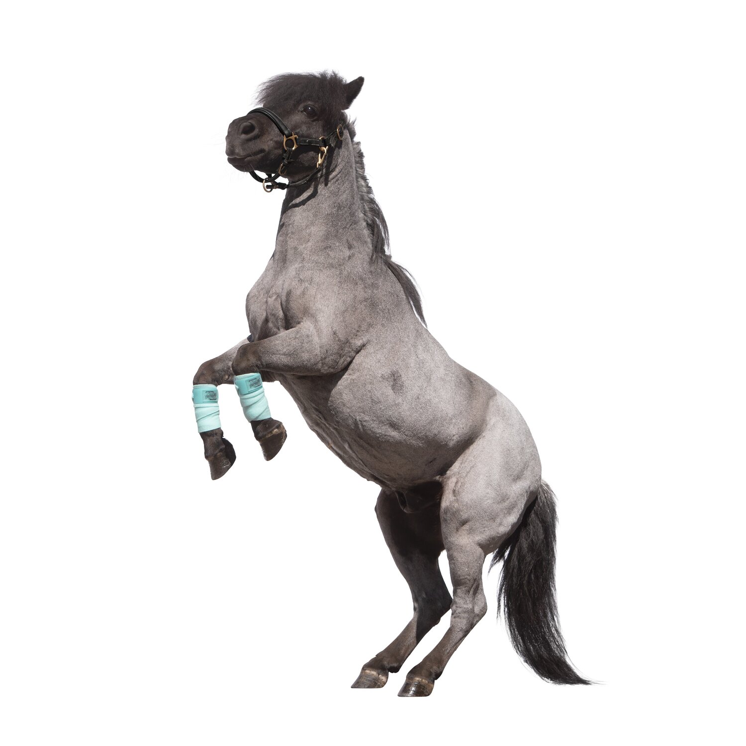 PROTECT by Horse-friends Bandagen, für Minishettys und Shetty  - mint