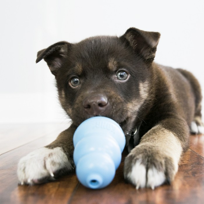Jouet pour chiot  KONG