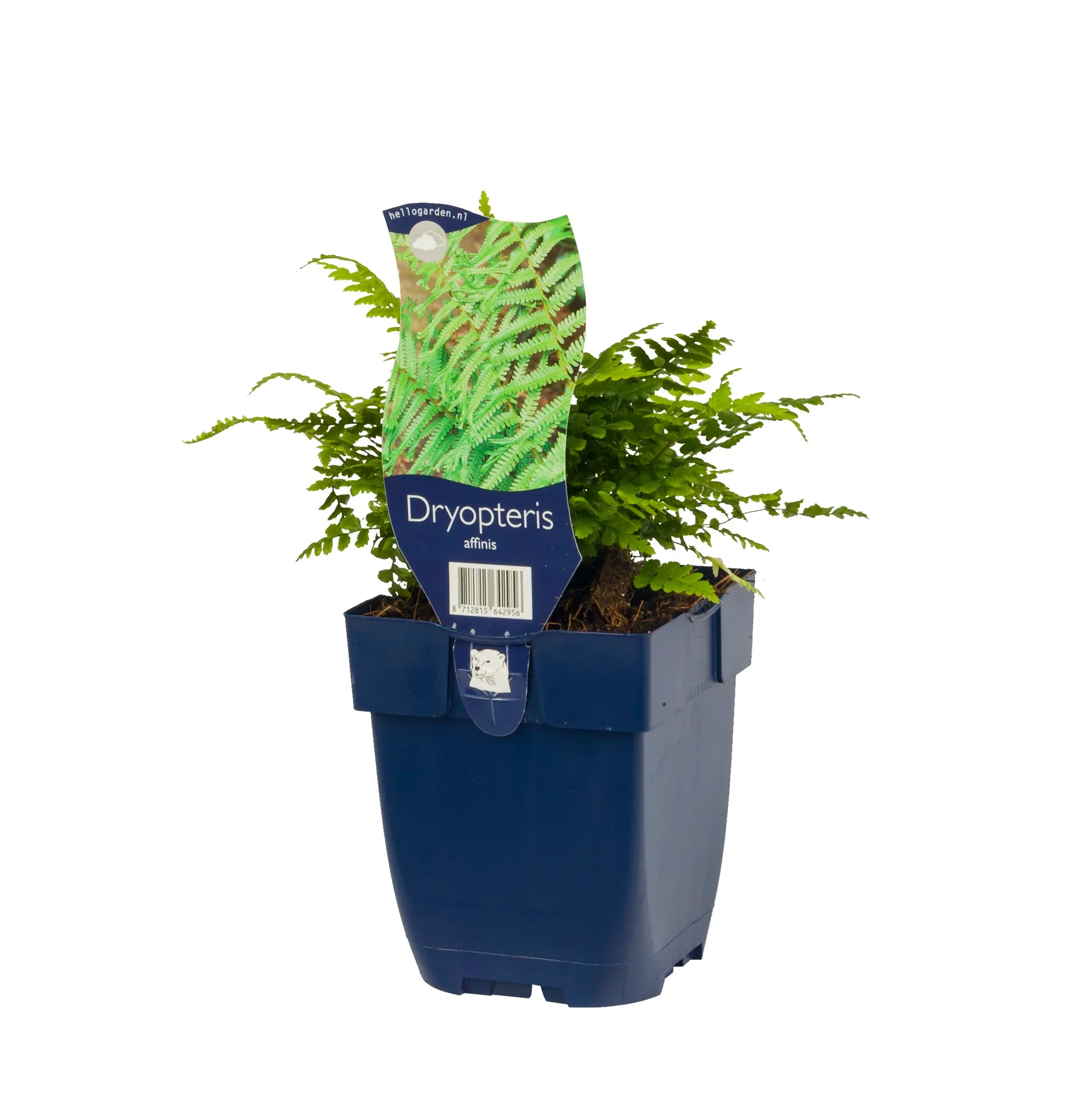 Dryopteris affinis Raggtelg Ø11 cm