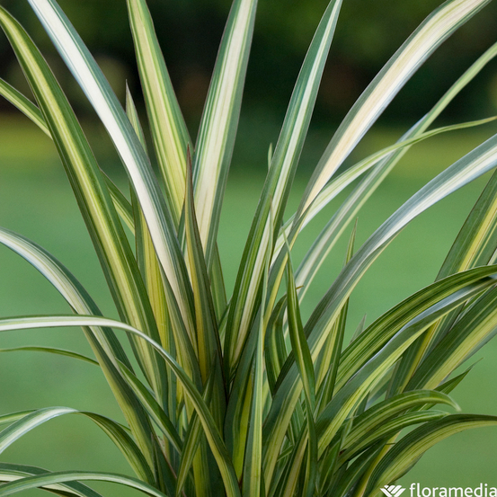 Phormium, variétés variables : pot 4L