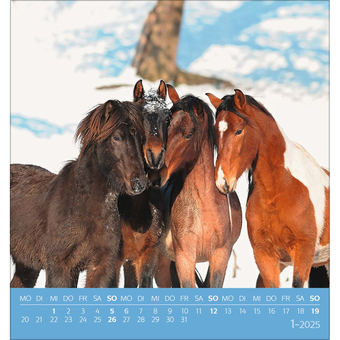Postkartenkalender - 2025 - Traumpferde
