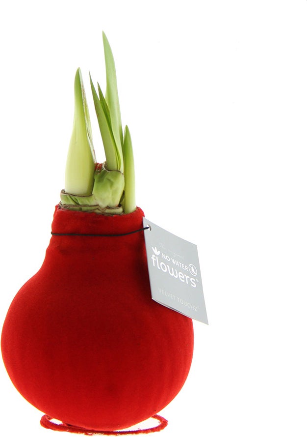 Amaryllis in wax (Hippeastrum Waxz 'Velvet Touchz Red') H 15 cm